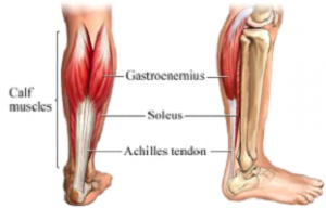 calf muscle back pain